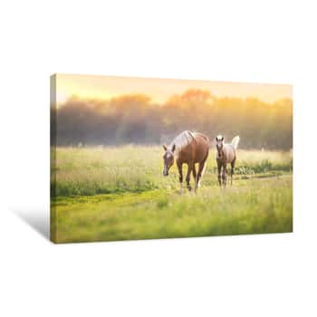 Image of Palomino Horses On Spring Pasture Canvas Print