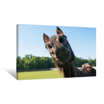Image of Big Nose Horse Canvas Print