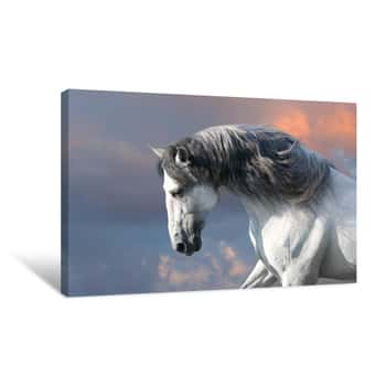 Image of Andalusian Horse With Long Mane Run Gallop Close Up Canvas Print