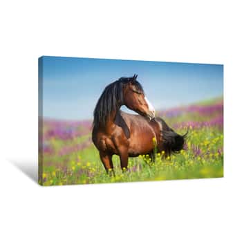 Image of Close Up Horse Portrait In Flowers Meadow Canvas Print