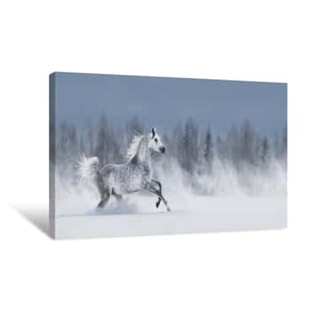 Image of Grey Arabian Horse Galloping Across Snowy Field Canvas Print