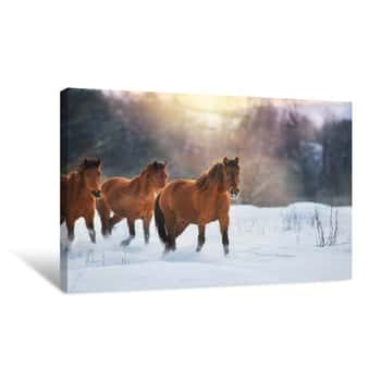 Image of Bay Horse Herd In Winter Landscape At Sunset Canvas Print