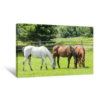Image of Three Horses Grazing Canvas Print