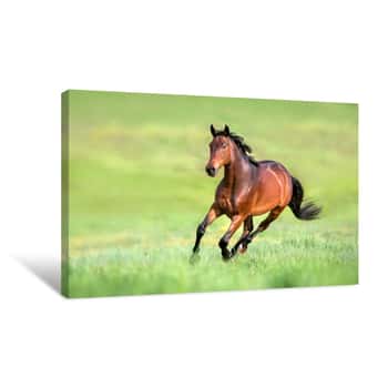 Image of Bay Horse In Motion On On Green Grass Canvas Print