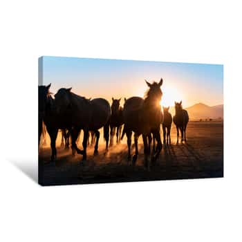 Image of Herd Of Wild Horses Silhouette  Very Curious And Friendly  Wild Horse Portrait Canvas Print