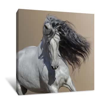 Image of Close Up Portrait Of White Andalusian Horse With Long Mane Canvas Print