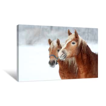 Image of Portrait Of A Horse In Winter Canvas Print