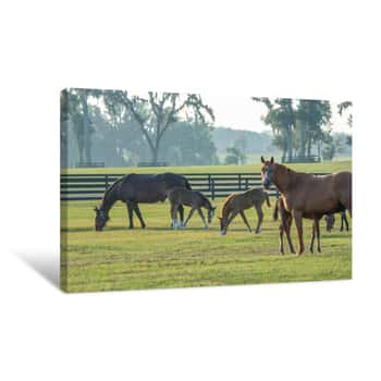 Image of Thoroughbred Horse Mares And Foals In Paddock Canvas Print