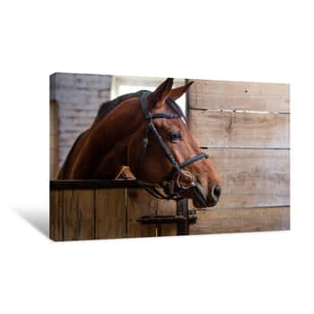 Image of Bay Harnessed Horse Standing In The Stall Canvas Print