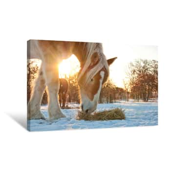 Image of Belgian Draft Horse Eating His Hay In Snow Against Bright Winter Sunrise Canvas Print