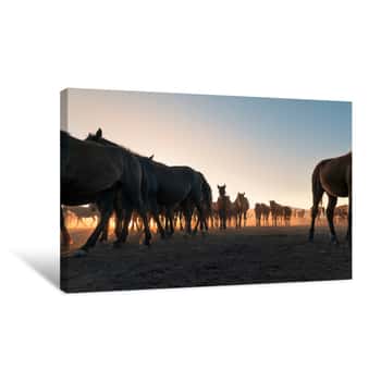 Image of Herd Of Wild Horses Silhouette  Very Curious And Friendly  Wild Horse Portrait Canvas Print