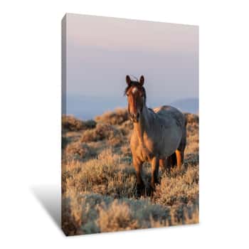 Image of Majestic Wild Horse Canvas Print