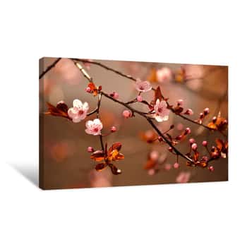Image of Sakura Canvas Print