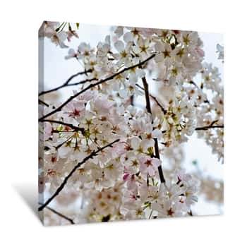 Image of Graceful Cherry Blossom Branches Canvas Print