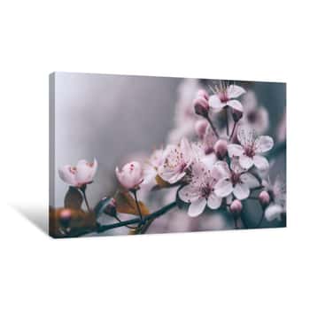 Image of Closeup Of Spring Blossom Flower On Dark Bokeh Background  Macro Cherry Blossom Tree Branch Canvas Print