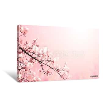 Image of Beautiful Magic Spring Scene With Sakura Flowers Canvas Print
