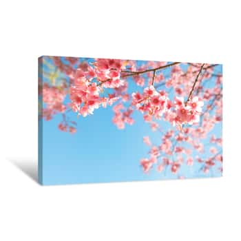 Image of Beautiful Sakura Flower (cherry Blossom) In Spring  Sakura Tree Flower On Blue Sky Canvas Print