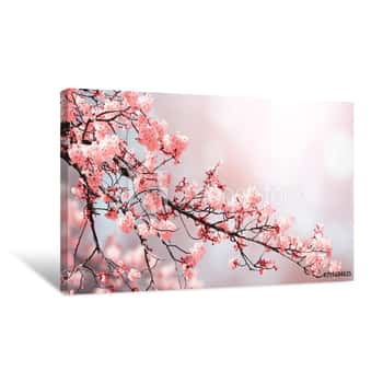 Image of Beautiful Nature Spring Background With Sakura Flowers Canvas Print