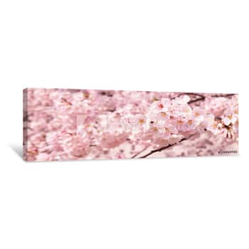 Image of 満開の桜の花、クローズアップ Canvas Print