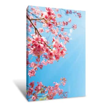 Image of Pink Sakura Flower With Blue Sky Canvas Print