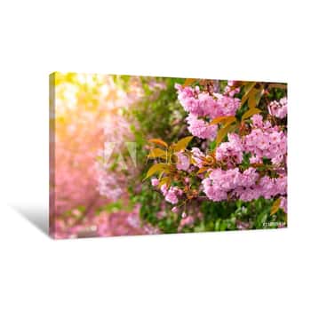 Image of Pink Cherry Blossom Background  Beautiful Nature Scenery With Delicate Flowers Of Sakura In Springtime Canvas Print