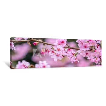 Image of Beautiful Cherry Blossoms Sakura Tree Bloom In Spring In The Park, Copy Space, Close Up Canvas Print