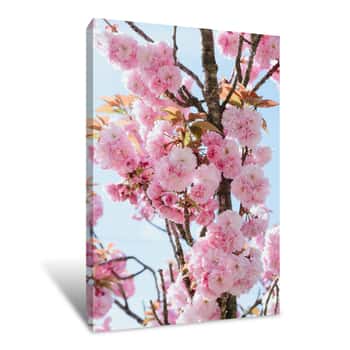 Image of Branch Of Blossom Pink Cherry Or Sakura In Garden, Vertical Outdoors Stock Photo Image Canvas Print
