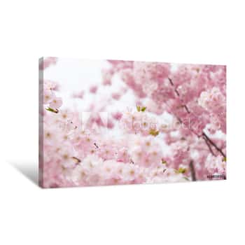 Image of Spring Background With Blooming Sakura Flowers Canvas Print