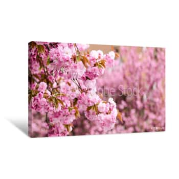 Image of Spring Depression  Sakura Blooming Tree , Natural Floral Background  Beautiful Spring Flower  Pink Cherry Tree Flower  New Life Beginning  Nature Growth And Waking Up  Womens Day  Mothers Day Holiday Canvas Print