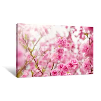 Image of Blurred Sakura Tree Background Canvas Print