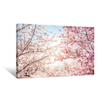 Image of Low Angle View Of Vibrant Pink Cherry Blossom Sakura Tree Sunburst Through Branch In Spring In Washington DC During Festival Canvas Print