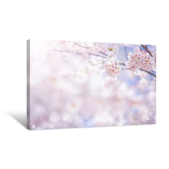 Image of Cherry Blossom  Flower In Spring For Background Or Copy Space For Text Canvas Print