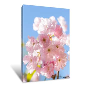 Image of Close Up Of Beautiful Pink Sakura Flowers  Soft Focus Cherry Blossom Or Sakura Flower On Blue Sky Background  Selective Focus Canvas Print
