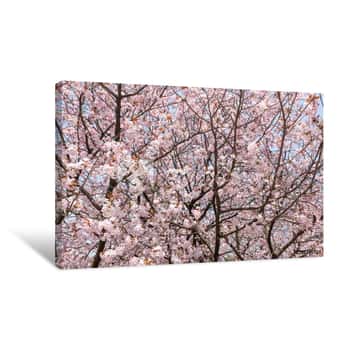 Image of Cherry Blossom In Kanazawa, Japan Canvas Print