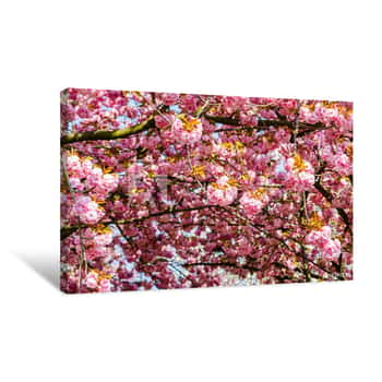 Image of Soft Pink Sakura Blossom In Garden  Cherry Blossom On Twigs, Closeup  Sakura Power Flowers  Sakura Flower Live Wall Canvas Print