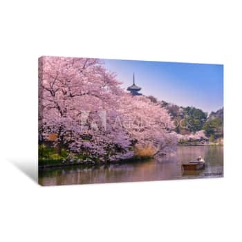 Image of Japan  Cherry Blossom Sakura Canvas Print