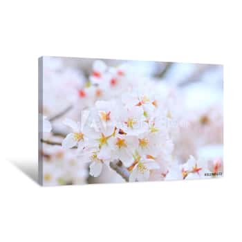 Image of Sakura, ST AU 150 MIN V UNC NR AD, Blossom Canvas Print