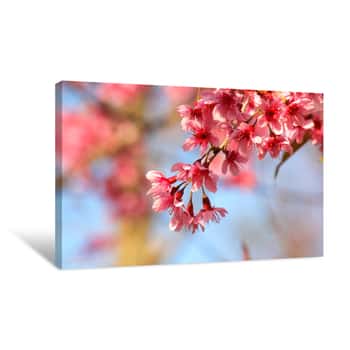 Image of Closeup Of  Thai Sakura Flower Canvas Print
