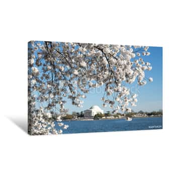 Image of Cherry Blossom In Washington DC Canvas Print