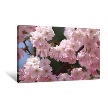 Image of Pink Cherry Blossom  Sakura Power Flowers  Sakura Bloom, Close Up  Pink Cherry Blossoming Flowers, Bokeh Light Background Canvas Print