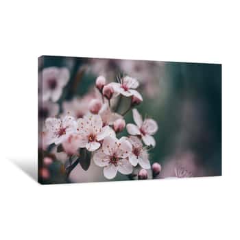 Image of Closeup Of Spring Blossom Flower On Dark Bokeh Background Canvas Print