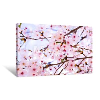 Image of Cherry Blossom In Spring Canvas Print