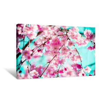 Image of Beautiful Cherry Blossom,sakura Are Blooming In Vintage Tones With Bright Sky For Background Canvas Print