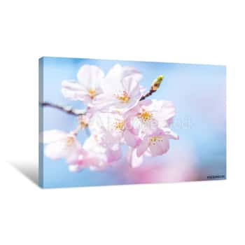 Image of 桜 Cherry Blossom 1 Canvas Print
