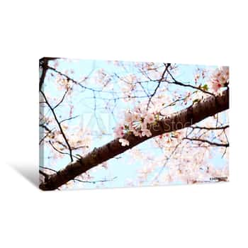 Image of Cherry Blossoms Are Blooming On The Cherry​ Blossom Tree With Blue Sky Canvas Print