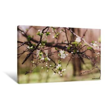 Image of Spring Cherry Blossoms  Cherry In Bloom  Blossoming Cherry Blossoms  Nature Comes To Life Canvas Print