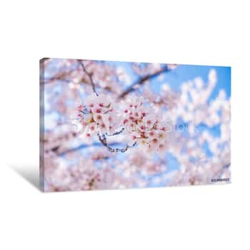Image of Pink Cherry Blossom Under Blue Sky Canvas Print