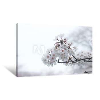 Image of Pink Cherry Blossom Canvas Print