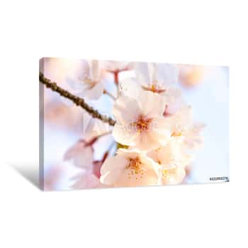 Image of Cherry Blossoms Spring Season: Cherry Blossoms In Full Bloom With The Glow Of The Sunset Take A Close-up Shot 　Japan Canvas Print