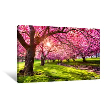 Image of Cherry Tree Blossom Explosion In Hurd Park, Dover, New Jersey Canvas Print